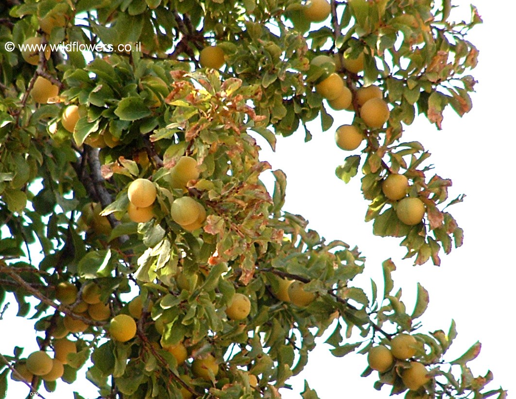 Prunus ursina